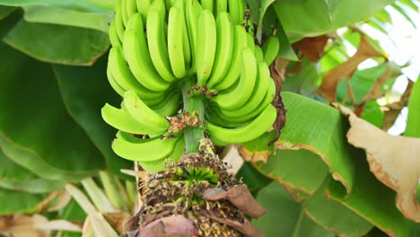 Bündel-Bananen-Hängen-Vom-Baum-Mit-Bananenblüte-Am-Ende,-Dynamischer-Ausleger-Nach-Unten-Geschossen