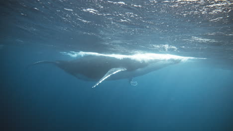 Baby-humpback-whale-breaches-ocean-surface-bending-body-arching-down-into-water-as-air-releases-from-nostrils