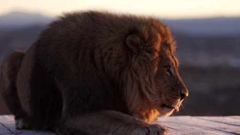 León-Terminando-La-Comida-Bajo-El-Frío-Sol-De-La-Mañana-Mientras-La-Escarcha-Vuela-En-Slomo