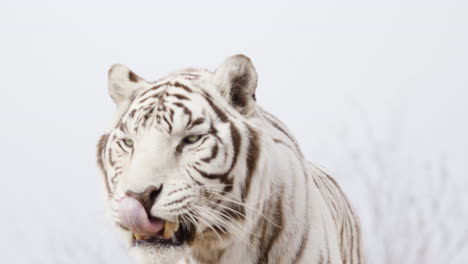 White-tiger-snarling-slow-motion