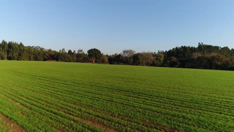 Green-Fields-in-Spring-with-Blue-Sky-in-the-Background