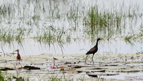 Bebé-A-La-Izquierda-Mientras-La-Madre-Pájaro-Mira-Hacia-La-Derecha,-Jacana-Metopidius-Indicus-De-Alas-De-Bronce,-Tailandia