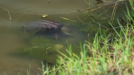 Tortuga-Alimentándose-Bajo-La-Superficie-Del-Agua-En-El-Río-En-Tailandia