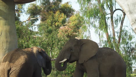 Ein-Elefant-Hebt-Seinen-Rüssel-Im-Zoo-Von-San-Diego,-Kalifornien,-USA