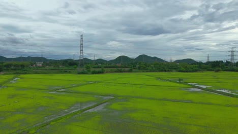 Wild-Birds-Fly-Away-Over-Rice-Fields-in-Ratchaburi-Province,-Thailand-from-an-Aerial-Drone-Tilting-Up