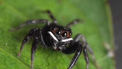 Primer-Plano-De-Una-Araña-Saltadora-Agitando-Pedipalpos.