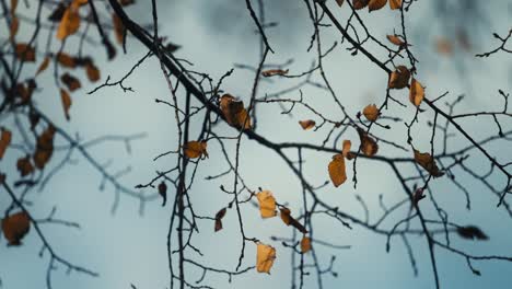 Slow-Rotation-of-Tree-with-Lingering-Orange-Leaves-against-a-grey-sky