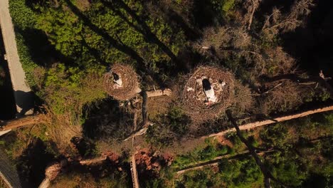 Pareja-De-Pájaros-Cigüeña-Tumbados-En-El-Follaje-Nido-Encima-De-Un-árbol-Alto-Y-Seco-En-El-Paisaje-Natural-Ojo-De-Pájaro-Drone-Aéreo-Disparo-Maravilloso-Animal-Escénico-Vida-Salvaje-Vista-En-Irán-Familia-De-Huevos-De-Protección-Femenina-Dezful