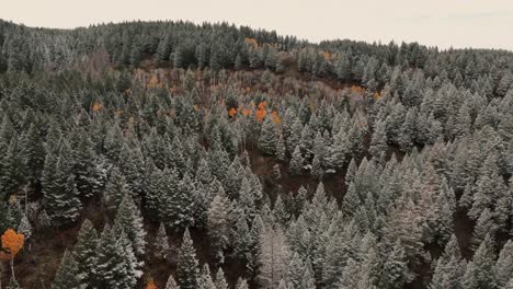 Pine-Trees-On-The-Mountains-Near-Sun-Valley,-Idaho,-USA