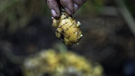 Displaying-a-ginger-root-to-the-camera-rotating-it-to-see-it's-intricate-details-home-gardening-harvesting-ginger