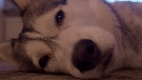 Narrow-focus-close-up:-Sleeping-Husky-dog-wakes-up-and-looks-at-camera