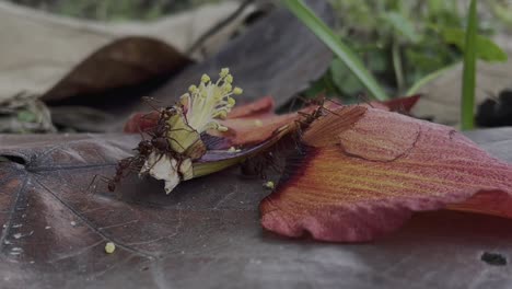 Eine-Gruppe-Roter-Ameisen-Schneidet-Ein-Abgefallenes-Blütenblatt-Einer-Roten-Hibiskusblüte-Ab