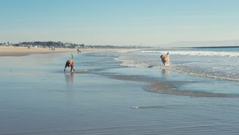 Glückliche-Hunde,-Die-Spaß-Am-Strand-Haben,-Pitbull-Und-Golden-Retriever-Im-Flachen-Meerwasser,-Zeitlupe