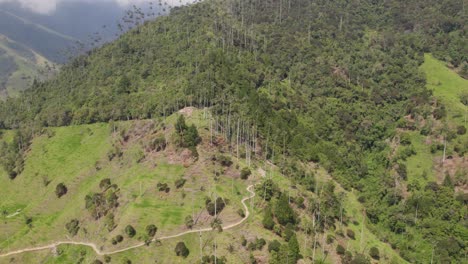 Winding-Trails-Amidst-Cocora-valley-Towering-Palms---aerial