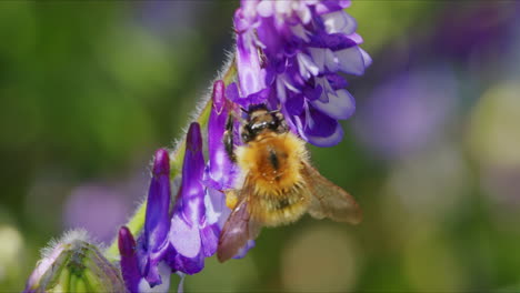 Bee-macro-looking-for-nectar-in-wild-garden