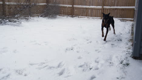 Black-Doberman-running-in-snow-covered-backyard,-extreme-slow-motion,-winter-day