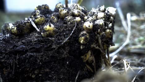 Nice-close-up-shot-of-dirt-mound-with-ginger-inside-of-it-waiting-to-be-harvested-home-gardening