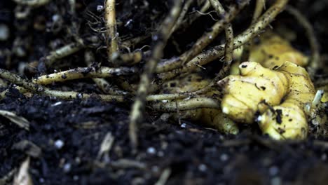 Closeup-shot-of-ginger-root-on-the-ground-surrounded-by-rich-dirt-soil-A-Visual-Feast-of-Ginger-Harvest-home-gardening