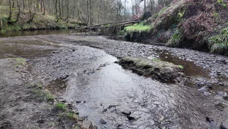 Kleiner,-Langsam-Fließender-Waldbach,-Der-Langsam-Durch-Die-Waldbäume-Fließt