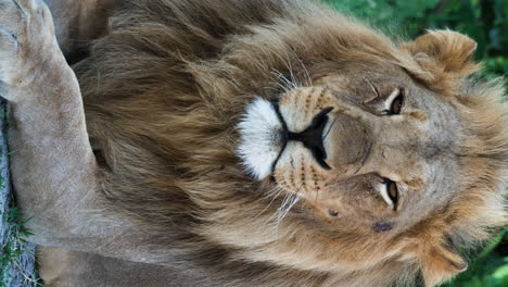 Vertical-View-Of-A-Male-Lion-With-Bushy-Mane-Resting-On-Savannah