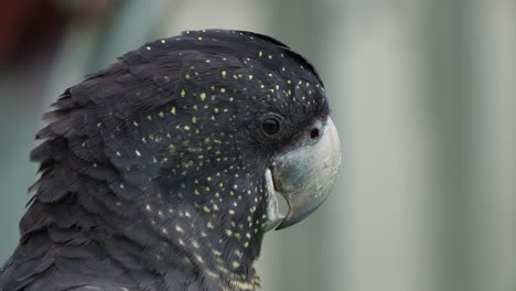 Close-up-head-shot-capturing-a-black-cockatoo,-calyptorhynchus-banksii-with-robust-bill,-making-a-clicking-sound-with-its-tongue