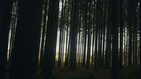 Sunlight-piercing-through-tall-forest-trees-at-dusk,-creating-a-serene-atmosphere