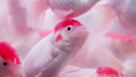 Primer-Plano-De-Un-Pez-Dorado-Oranda-De-Gorra-Roja-Nadando-Lentamente-En-El-Tanque-Del-Acuario