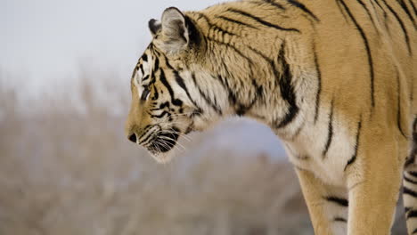 Tiger-side-profile-wild-animal-predator