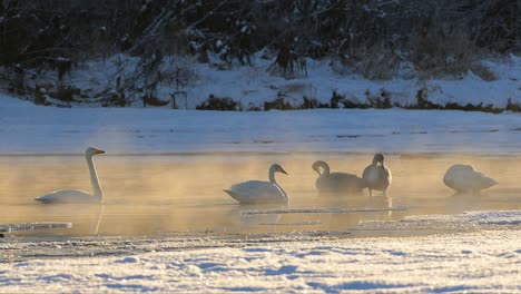 Small-flock-of-Whooper-Swans-resting-in-river,-covered-in-mist-from-evaporating-water