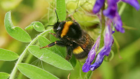 Weiße-Hummel-Ruht-Auf-Grünem-Blatt-Im-Garten