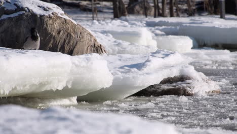 Un-Cuervo-Encapuchado-Salta-Y-Explora-El-Hielo-Costero-En-El-Agua-Congelada-Del-Mar-Báltico.