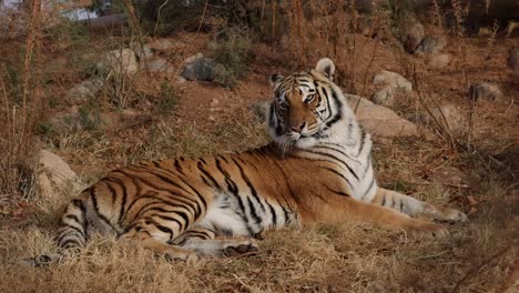 Bengalischer-Tiger,-Der-Trockenes-Gras-Legt-Und-Sich-Umschaut,-Zeitlupe