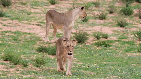 Leonas-Deambulando-Por-Los-Pastizales-Del-Parque-Nacional-Kruger,-Sudáfrica