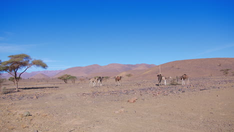 Dromedarios-En-El-Sáhara-Occidental,-Mauritania-Y-Marruecos