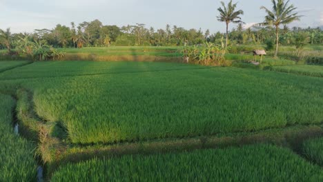 Luftaufnahme-Einer-Drohne-über-Reisfeldern-Bei-Sonnenaufgang-In-Ubud,-Bali-Mit-Palmen-Am-Horizont