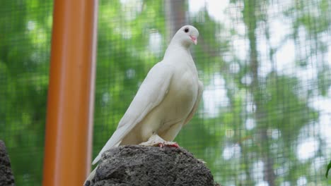 Close-up-Portrait-Of-White-Rock-Dove-Inside-The-Zoo-Aviary