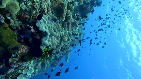 Hermosa-Vista-Submarina-Vertical-De-Grandes-Cardúmenes-De-Peces-Ballesta-Tropicales-En-Aguas-Cristalinas-Con-Un-Ecosistema-Marino-De-Arrecifes-De-Coral-Saludable-En-El-Triángulo-De-Coral-En-Timor-leste,-Sudeste-Asiático