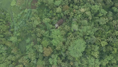 Aerial-view-of-treetop-of-dense-trees-of-forest