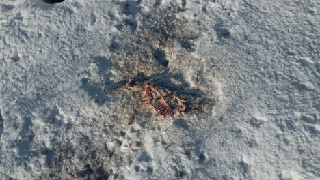 Top-down-aerial-view-of-deer-carcass-in-snow