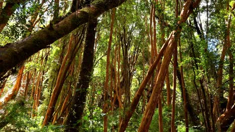 Panning-Up-Lush-Green-Trees-Of-Arrayanes-Forest,-Tepuhueico-Park-Chile