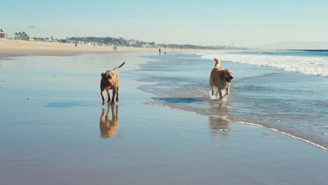 Couple-of-Dogs-Running-on-Sandy-Beach-by-Sea-Waves-on-Hot-Sunny-Day,-Slow-Motion