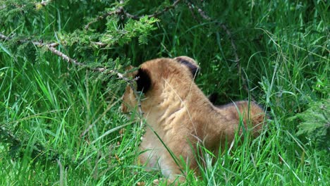 Süßer-Junger-Löwe-Liegt-Auf-Der-Savanne-Mit-Hohem-Grünem-Gras-In-Masai-Mara,-Kenia,-Afrika