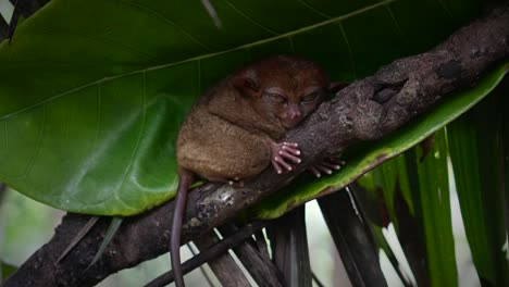 Medium-view-of-tarsier-wrapped-around-tropical-jungle-tree-branch-staring