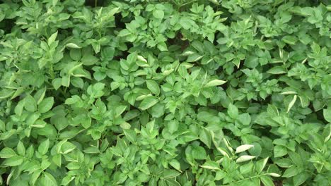 Las-Patatas-Se-Cultivan-En-El-Campo