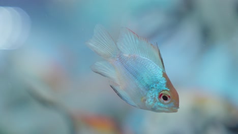 Blue-ram-cichlid,-Mikrogeophagus-Ramirezi,-is-a-species-of-freshwater-fish