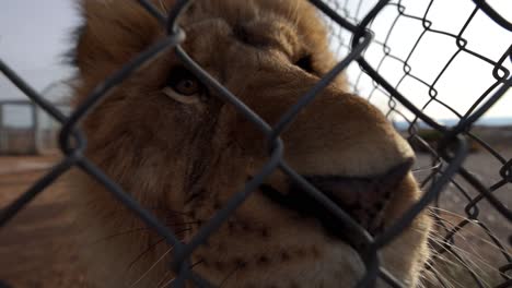 lion-nose-closeup-through-fence-wildlife-reserve