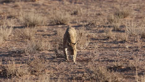 Leopard-Schnüffelt-Am-Boden,-Während-Er-Sein-Territorium-Patrouilliert,-Kgalagadi