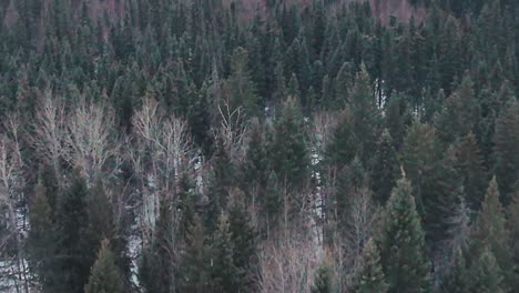 Drone-flying-over-a-boreal-forest-in-the-winter