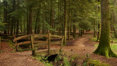 Mid-shot-of-trees-and-wooden-bridge-at-Blackwater-Arboretum