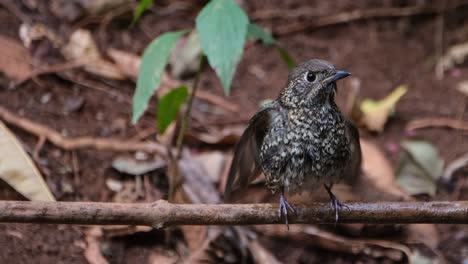 Shaking-its-feathers-to-dry-as-the-camera-zooms-out,-White-throated-Rock-Thrush-Monticola-gularis,-Thailand